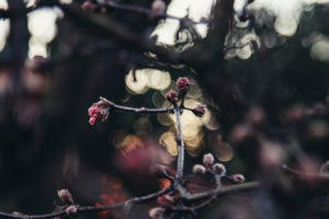 Plant detail, flower buds on the tree, close-up Plant detail, flower buds on the tree, close-up